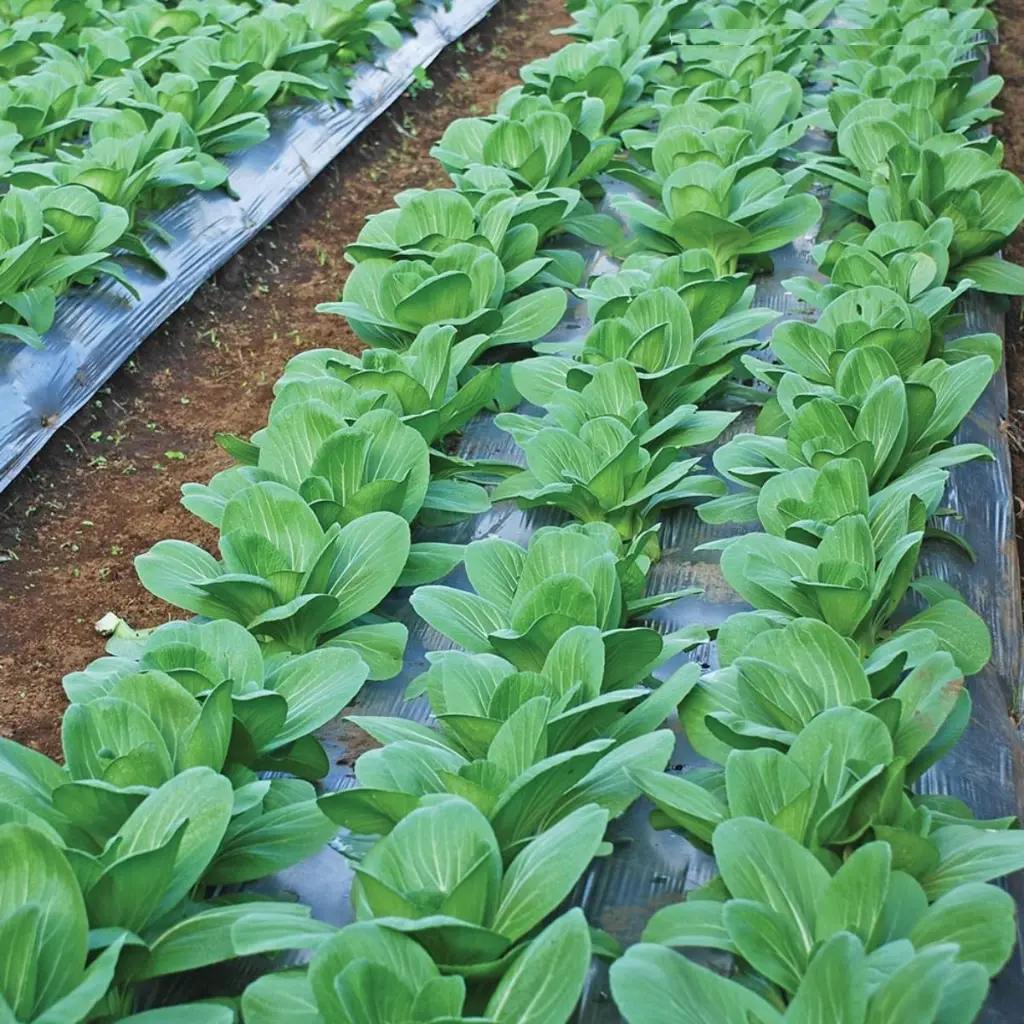 Nauli East-West 1.webp