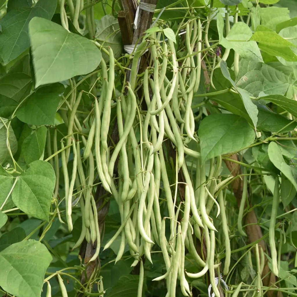 Maxipro East-West 1.webp