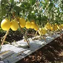 Alisha Eastwest 1.webp