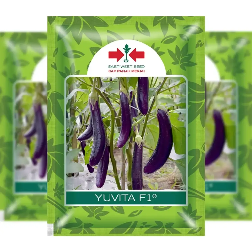 East West Long Eggplant Yuvita (400 Seeds)