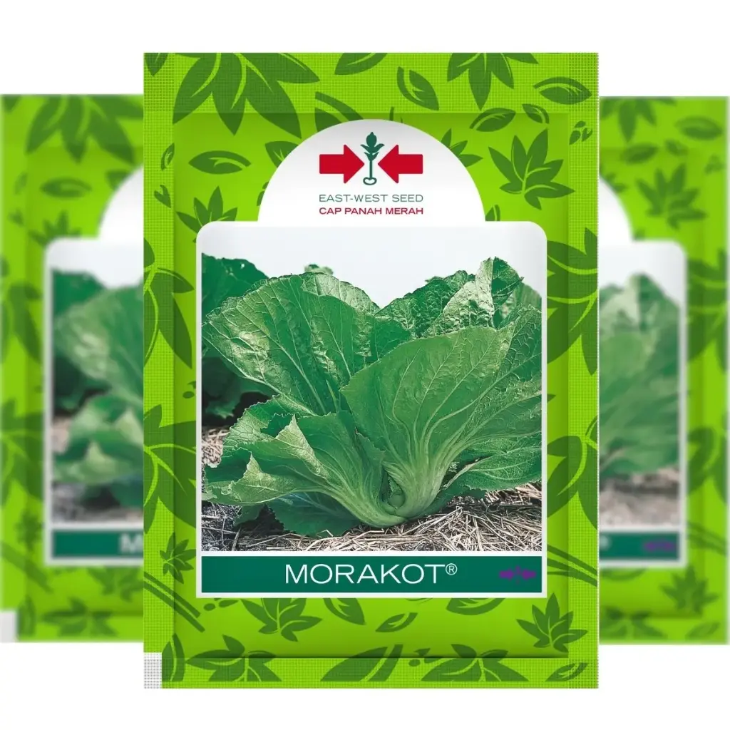 East West Moracot 20 Grm