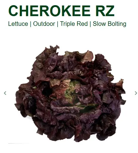 Batavia Lettuce Cherokee RZ (50 Seed)