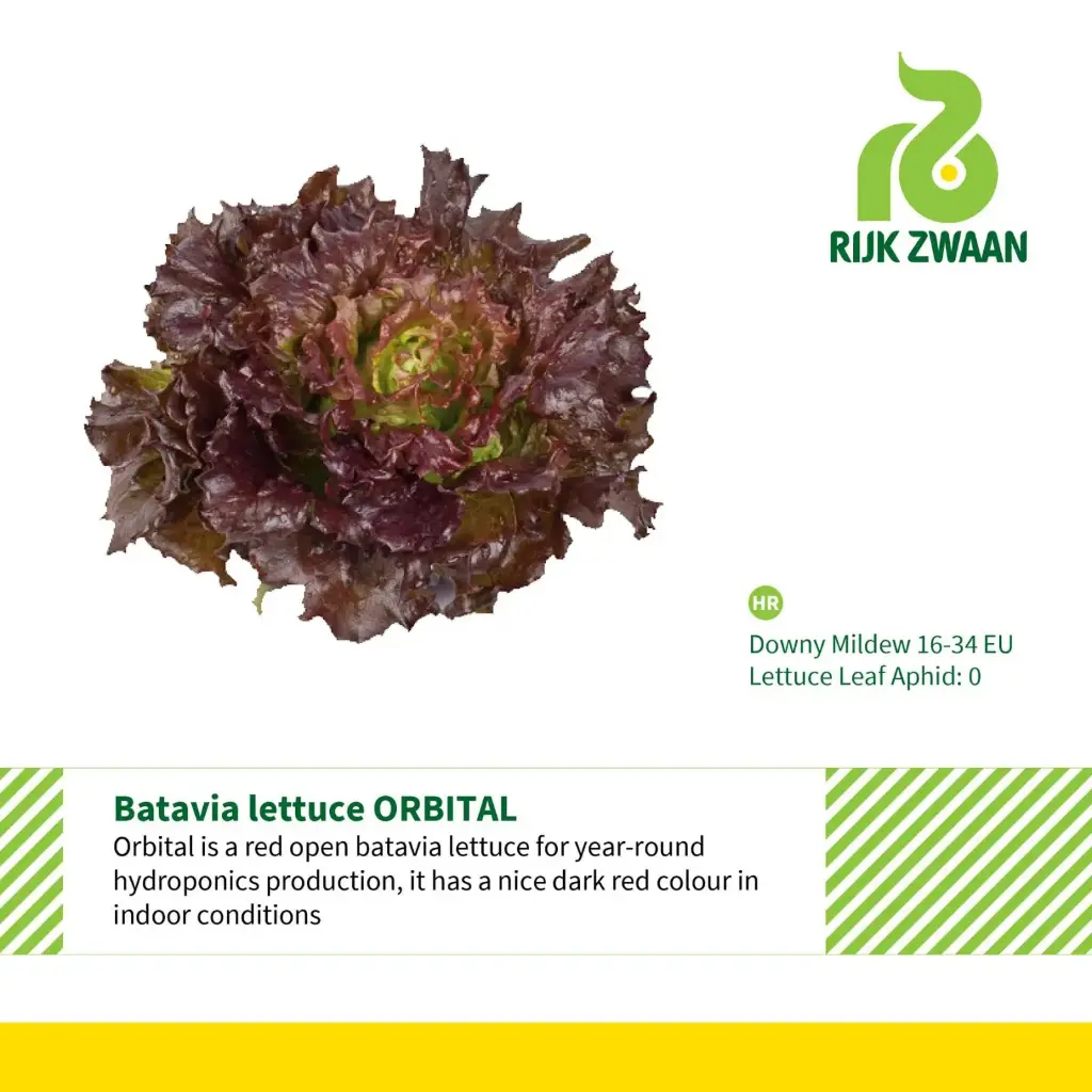 [9181] Batavia Lettuce Red (Orbital) - 50 Seed