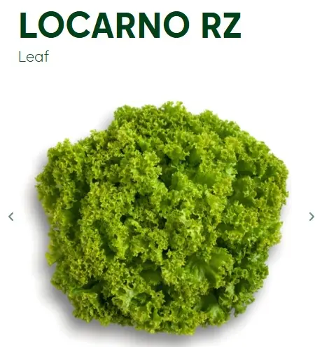 [12296] Leaf Lettuce LOCARNO RZ (50 Seed)