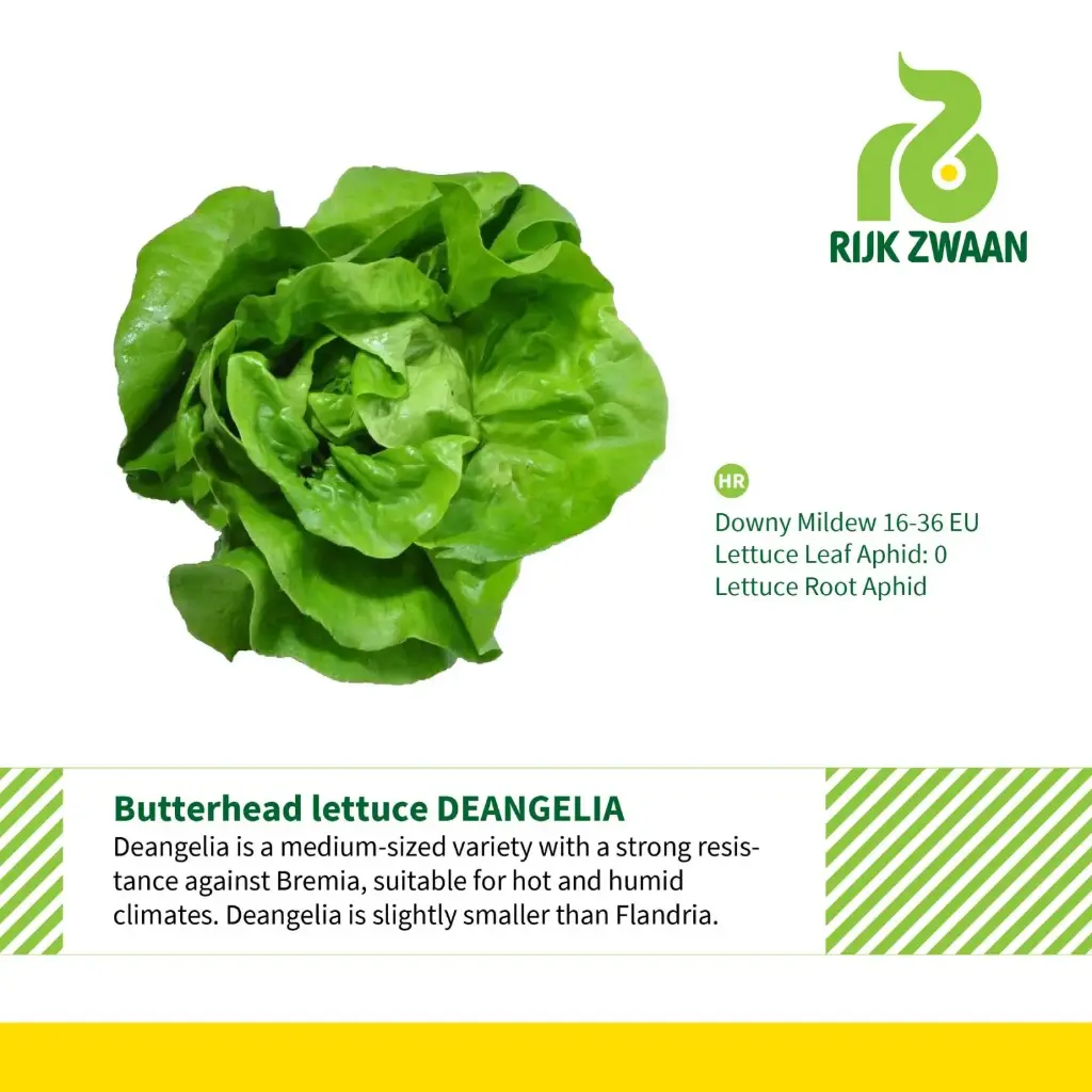 Lettuce Green Butterhead (Deangelia) RZ - 50 Seed 
