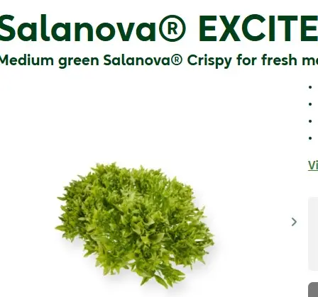 Lettuce Salanova EXCITE RZ - 50 Seed