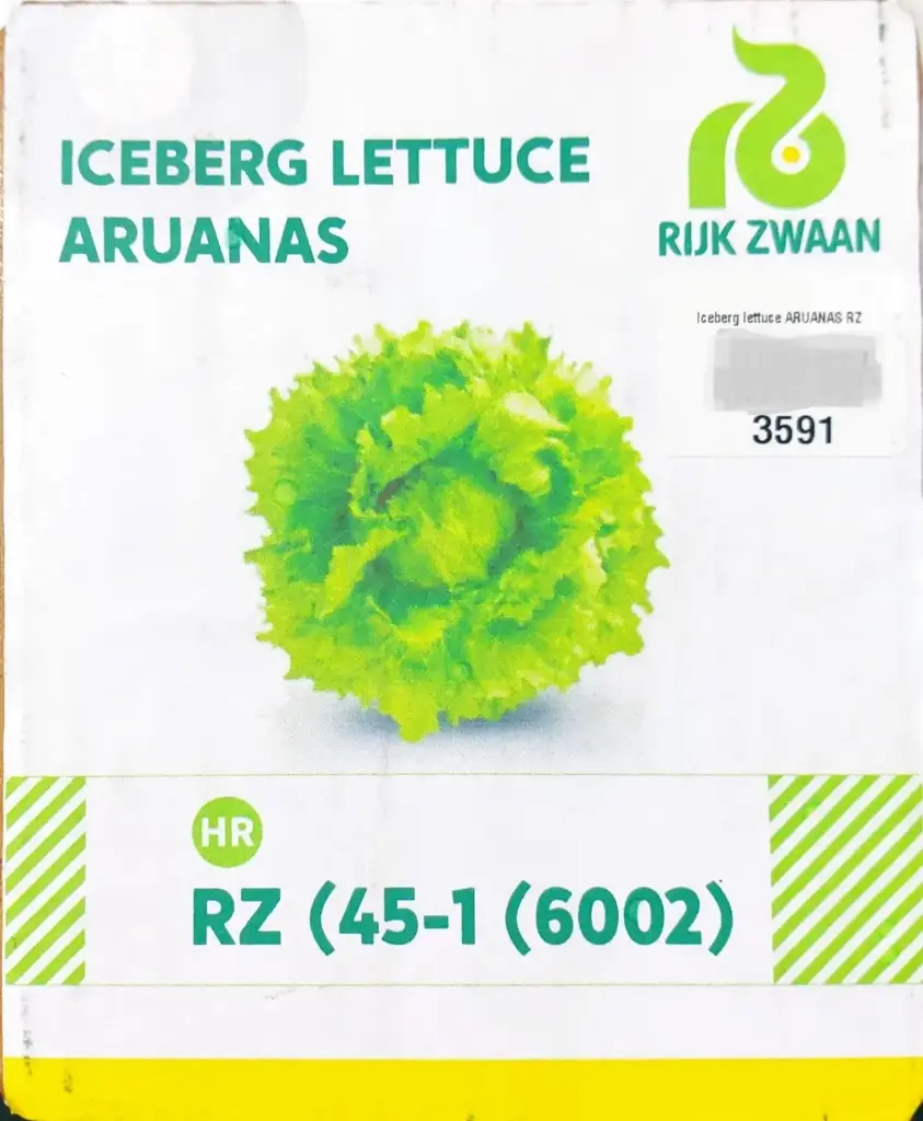 Iceberg Lettuce ARUANAS RZ- 50 Seed