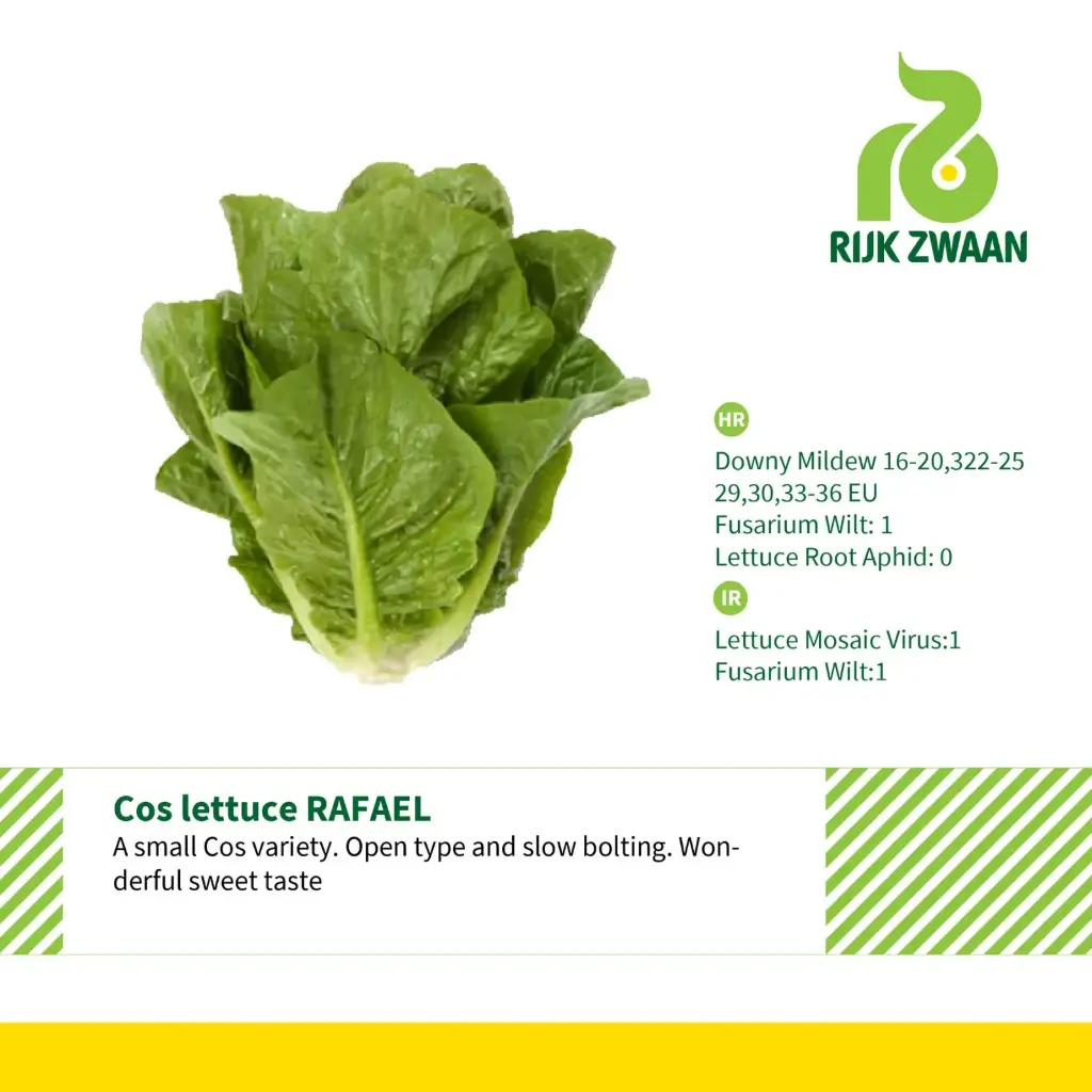 Lettuce Green Cos (Rafael) RZ - 50 Seed 