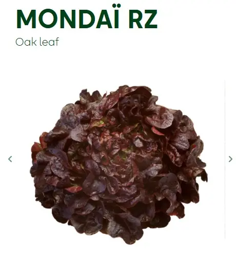 Oak Leaf Lettuce MONDAI RZ - 50 Seed