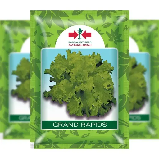 [F1312] East West Lettuce Grand Rapids (15 Grm)